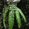 JR Williams - Fern - Photography